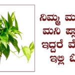 about-money-plant-in-kannada