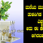 about-tulasi-plant-in-kannada