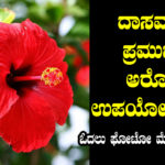 dasavala-flower-health-benefits