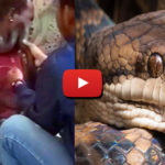 indonesian-police-use-snake-in-interrogation