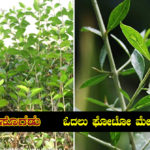 goranti-leaves-health-benefits-in-kannada