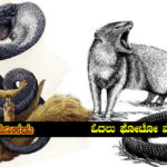 the-antagonism-between-the-mongoose-and-the-snake