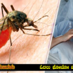 important-information-about-malaria-disease