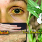 jandies-like-big-disease-healing-fill-plant